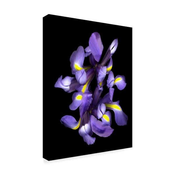 Susan S. Barmon 'Blue Iris' Canvas Art,35x47